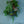 【クリスマス限定ギフト】フレッシュグリーンスワッグ「Blugge」【おしゃれな花束・ブーケ】