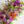 秋のお花を使った フラワーアレンジメント「秋夜月」 幅30cm×高さ20cm 【期間限定 オータムギフト】