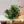 【花束】グリーンだけで作る フレッシュグリーンブーケ 「Blue Forest」 幅35cm × 高さ50cm【おしゃれなクリスマスギフト2023】