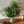 【花束】グリーンだけで作る フレッシュグリーンブーケ 「Blue Forest」 幅35cm × 高さ50cm【おしゃれなクリスマスギフト2023】