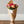 旬のバラ おまかせ10本 高さ45cm 【期間限定 オータムギフト】