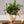 【花束】旬のコニファーで作るフレッシュグリーンのおまかせブーケ 高さ50cm【おしゃれなクリスマスギフト2023】