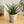【2023年父の日の観葉植物】インテリアプランツ 『サンスベリア ファーンウッド』