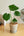 【2023年父の日の観葉植物】インテリアプランツ 『モンステラ』