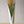 【十五夜 お月見ギフト】 お花屋さんから届く季節を愉しむ 秋の「ススキ」10本花束 高さ70cm