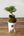 【お正月飾り】お正月を飾る苔玉＜MATSUの趣＞【おしゃれなプランツ】