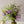 春の花で作るおしゃれなブーケ「パープル・グリーン」 Lサイズ