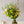 春の花で作るおしゃれなブーケ「イエロー・グリーン」 Lサイズ
