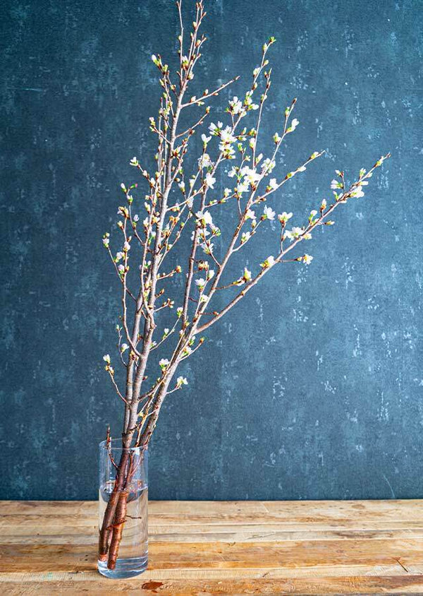 【おうちでお花見】桜の枝約60cm × 3本【シェアお花見】