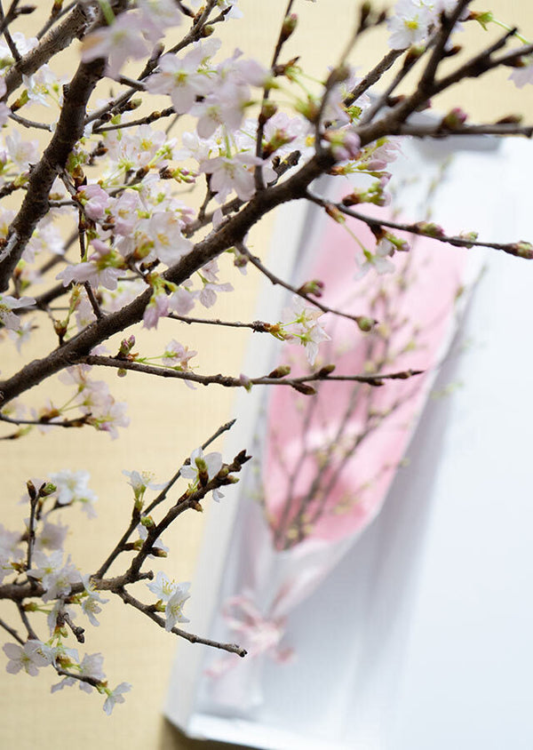 【おうちでお花見】桜の枝約60cm × 4本【シェアお花見】