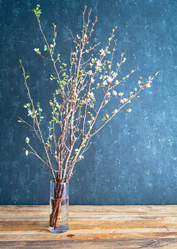 【おうちでお花見】桜の枝約60cm × 4本【シェアお花見】
