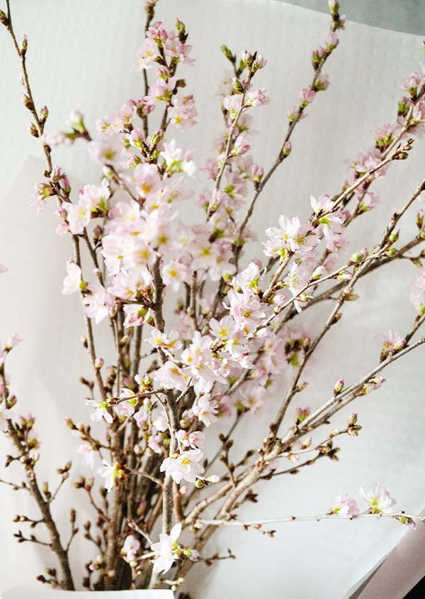 【おうちでお花見】啓翁桜の枝約80cm × 10本【シェアお花見】