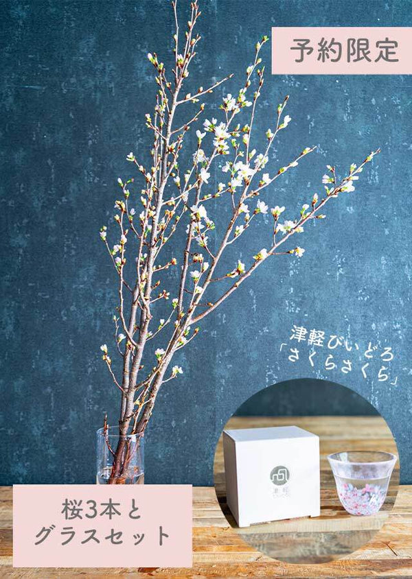 【予約販売 シェア花見】桜の枝70cm3本 × 津軽びいどろの「桜グラス」1個