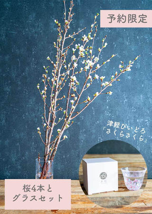 【予約販売 シェア花見】桜の枝70cm4本 × 津軽びいどろの「桜グラス」1個