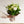 【花束】シンプルでおしゃれな ナチュラルグリーンの花束 Mサイズ【おしゃれなブーケ】