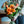 【花束】お祝いにおすすめの花束LLサイズオレンジ系「grâce　orange」