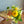 【花束】歓送迎会、卒業式におすすめ 季節の花で作るミニブーケセット ＜カラーお任せ４色＞