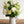 【花束】シンプルでおしゃれな ナチュラルホワイト&グリーンの花束 Lサイズ【おしゃれなブーケ】