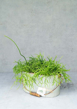 【観葉植物】リプサリス ブリキ缶