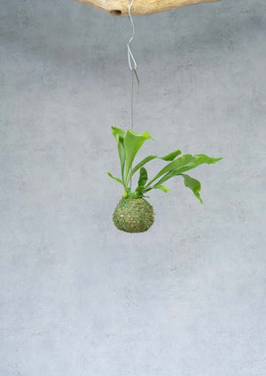 【観葉植物】コケ玉コウモリラン