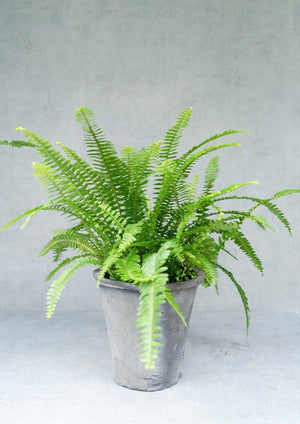 【観葉植物】タマシダ ストーンプランターカバー付き