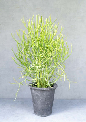 【観葉植物】ミルクブッシュ　ストーンプランターカバー付き