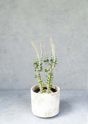 【観葉植物】アローディア陶器鉢セット ストーンカバー付き