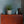 【おしゃれな観葉植物】インテリアプランツ「サンスベリア ファーンウッド M」