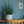 【おしゃれな観葉植物】インテリアプランツ「サンスベリア　ファーンウッド　L」
