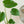 インテリアプランツ 『モンステラ』 観葉植物 サマーギフト2022 【おしゃれなフラワーギフト特集】
