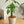 インテリアプランツ 『パキラ』 観葉植物 サマーギフト2022 【おしゃれなフラワーギフト特集】