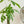 インテリアプランツ 『パキラ』 観葉植物 サマーギフト2022 【おしゃれなフラワーギフト特集】