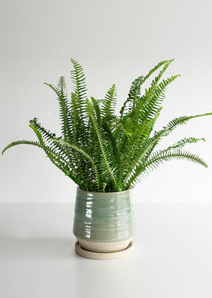 室内でも元気いっぱい タマシダ 観葉植物 サマーギフト2021 【おしゃれなフラワーギフト特集】