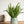 室内でも元気いっぱい タマシダ 観葉植物 サマーギフト2021 【おしゃれなフラワーギフト特集】