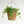 【お中元】シュガーバイン 吊るして飾れる 観葉植物 サマーギフト2023【おしゃれな夏の観葉植物】