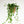 【お中元】アイビー 吊るして飾れる観葉植物 サマーギフト2023【おしゃれな夏の観葉植物】