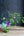 【七夕限定】 竹のフラワーアレンジメント【七夕飾り】