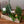 お部屋で育てるクリスマスアソート “ブルージュの森”（M）「birch snow」 幅38cm × 高さ38cm 【クリスマスギフト2023】