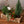お部屋で育てるクリスマスアソート “ブルージュの森”（M）「birch berry」 幅38cm × 高さ38cm 【クリスマスギフト2023】