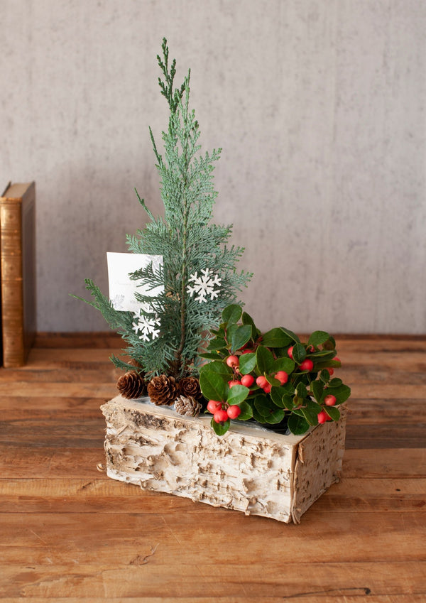 お部屋で育てるクリスマスアソート  “ブルージュの森”（S）「birch berry」 幅18cm × 高さ38cm【クリスマスギフト2023】