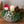 お部屋で育てるクリスマスアソート “ブルージュの森（L）「noble berry」 幅38cm × 高さ38cm 【クリスマスギフト2023】
